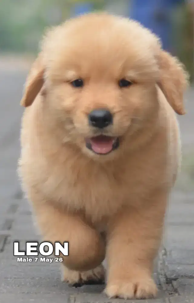 Golden retriever jantan •LEON•