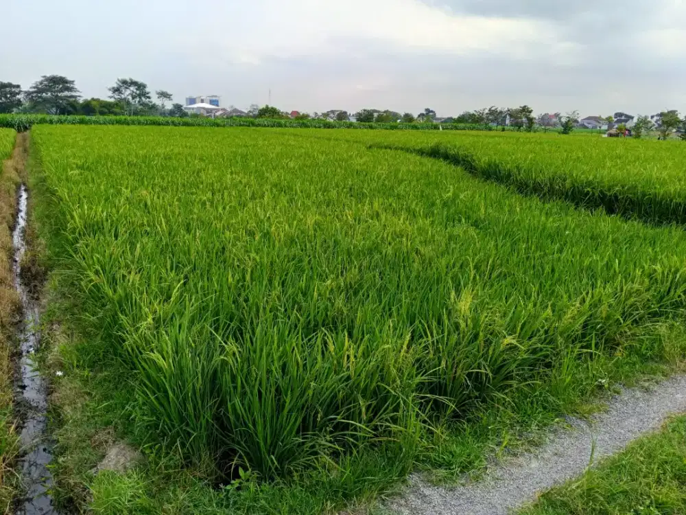 Jual cepat sawah