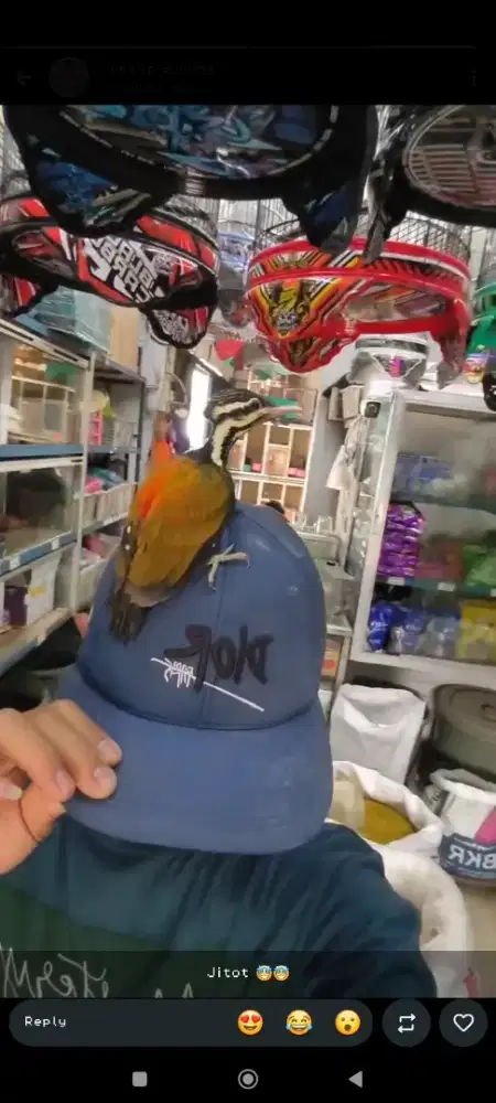 Lolohan pelatuk bawang jinak total
