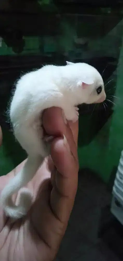 Sugar glider leucistic
