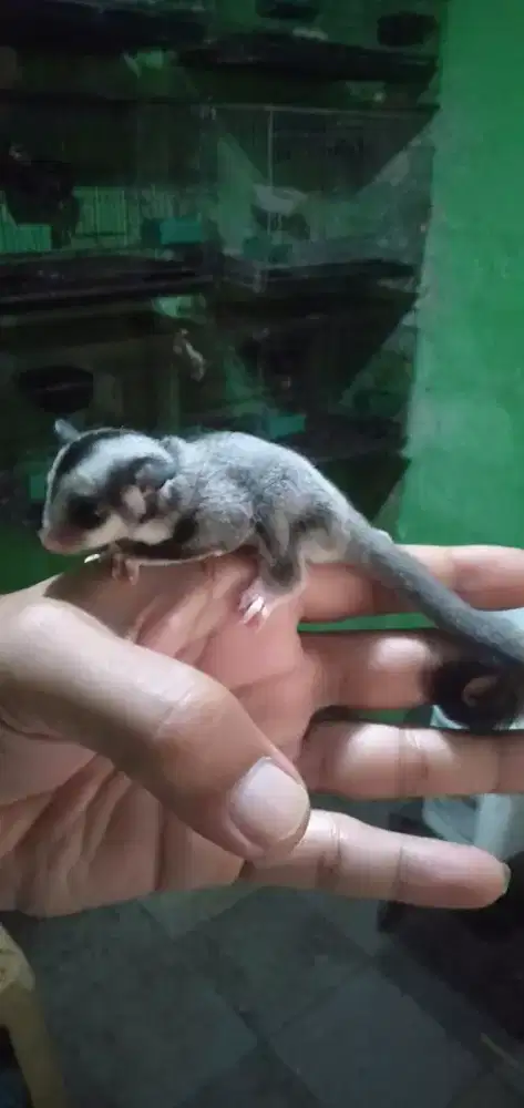 Sugar glider classic grey