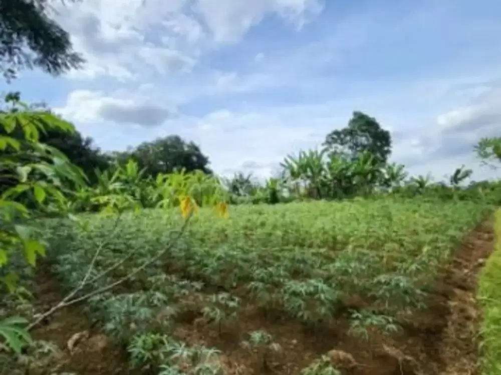 Tanah Dijual Harga NJOP Di Rancamaya Kota Bogor Cocok untuk berkebun