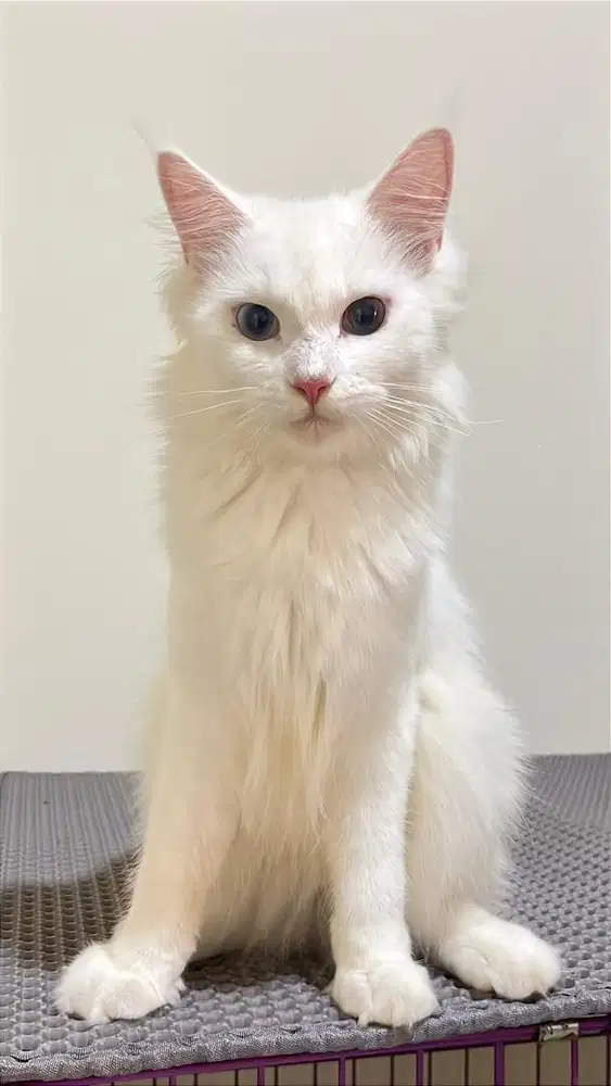 Mainecoon jantan odd eye