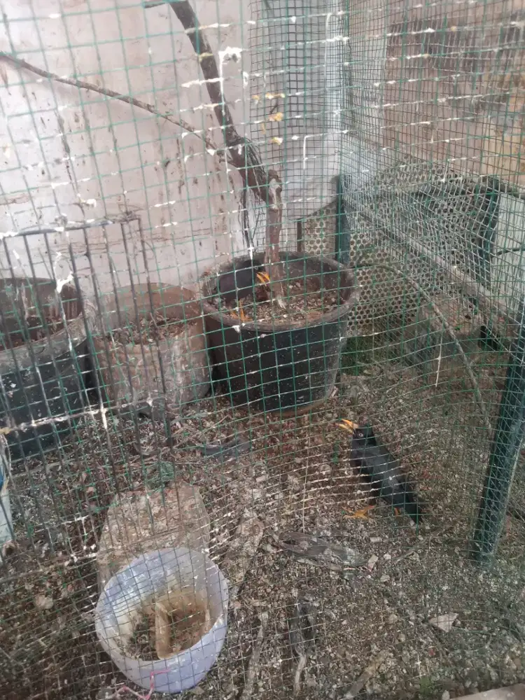 Jalak kebo produksi