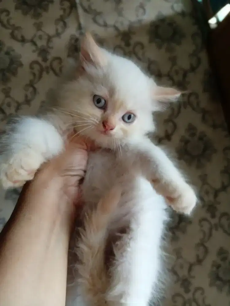 Kitten ras ragdol mix persia @500rb nett