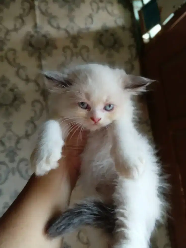 Kitten ras ragdol mix persia @500rb nett