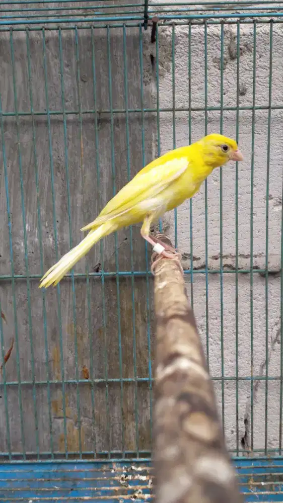 Burung kenari F1sf stabilo paud/anak jantan