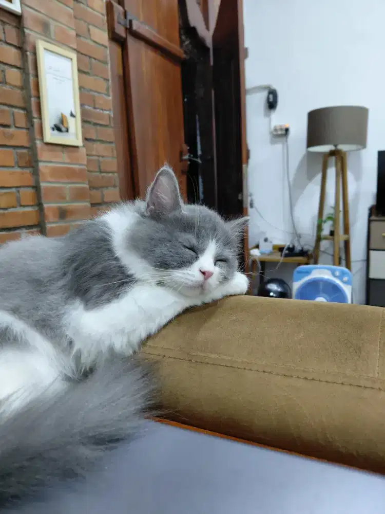 Nego. Lepas adopt, persian jantan kitten 4 bulanan lucu, aktif, lincah