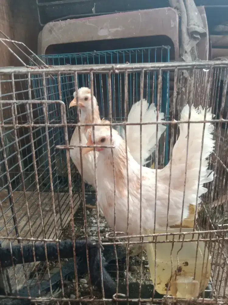 Ayam tema betina 2 ekor