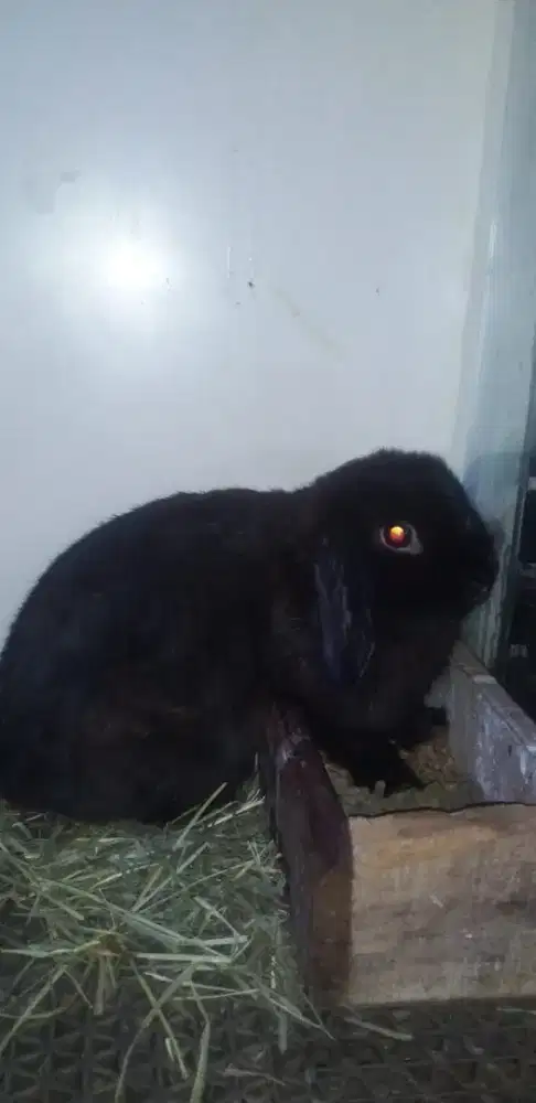 Kelinci Holland Lop betina 5bulan
