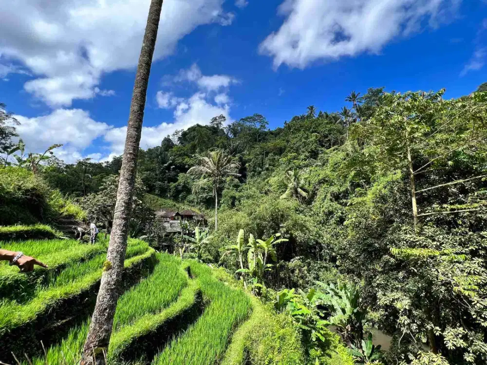 taro tegalalang ubud!! 4 hektar view sungai dan pohon.