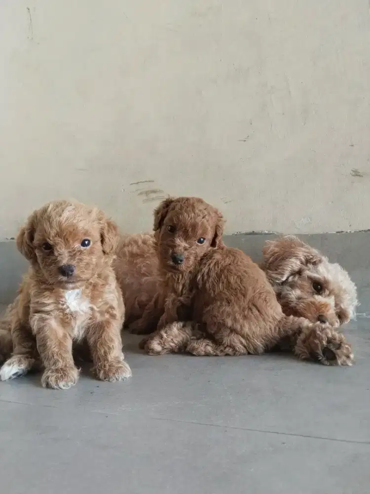PURE TOY POODLE ,2 jantan