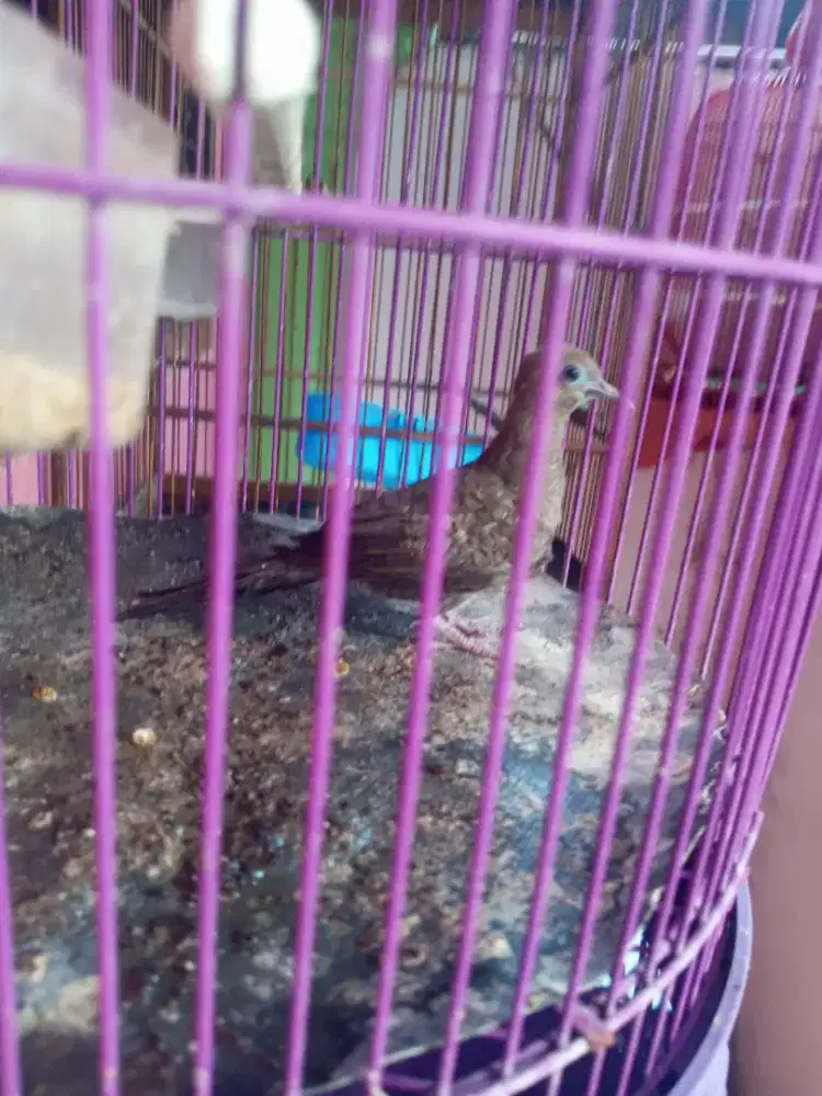 Burung Perkutut Cemani Jantan