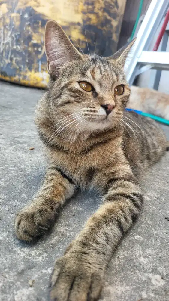 Kucing MC x BSH.PERSIA gratis