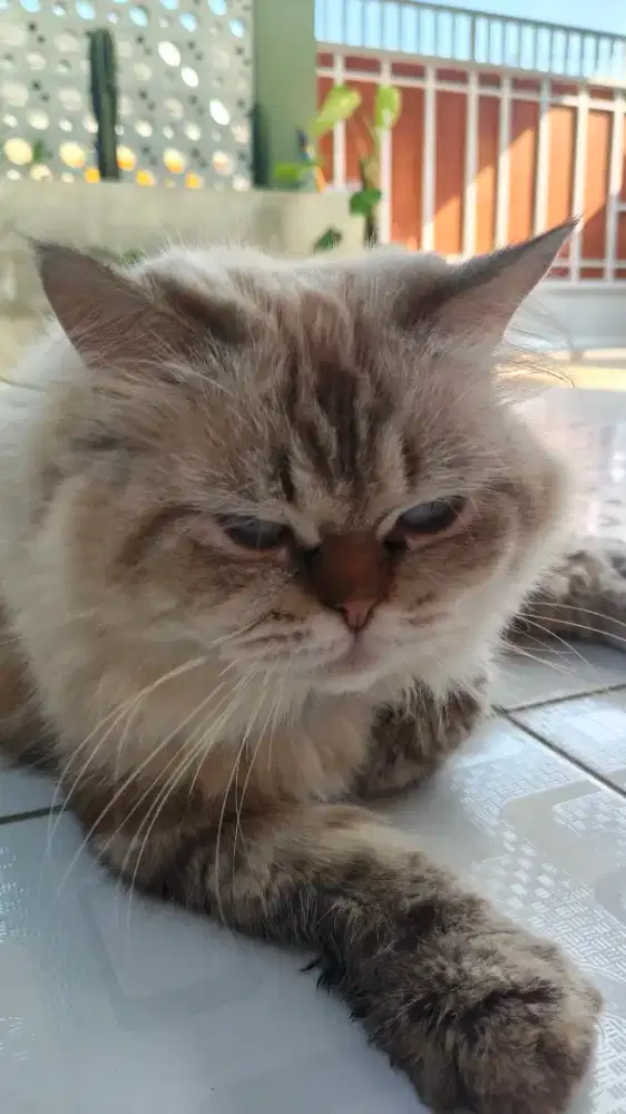 Lepas adopt kucing mixdoll