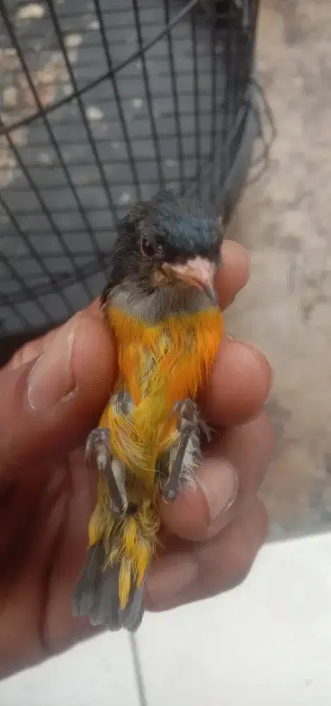 Burung kemade lokal