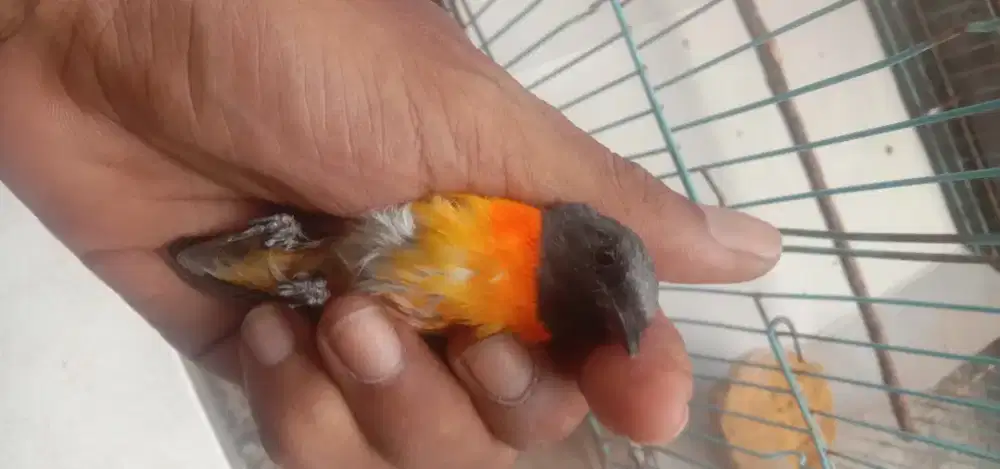 Burung mantenan mini
