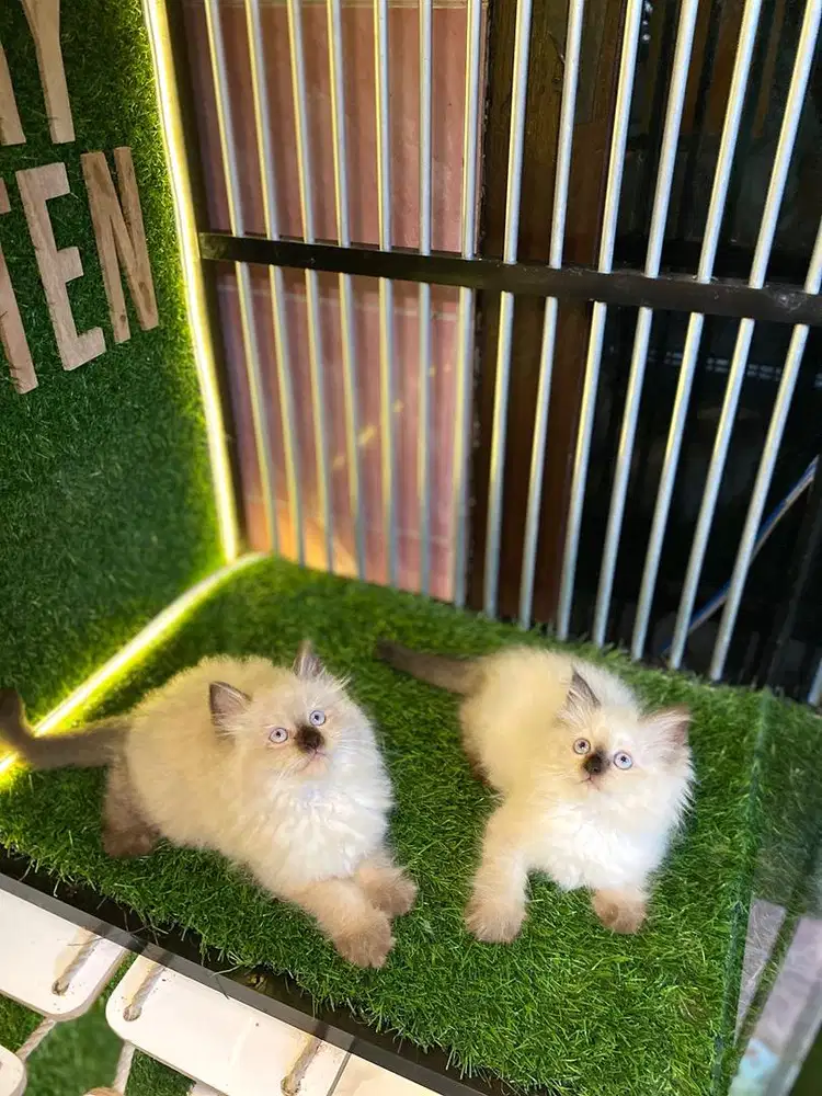 himalaya mata biru betina dan jantan
