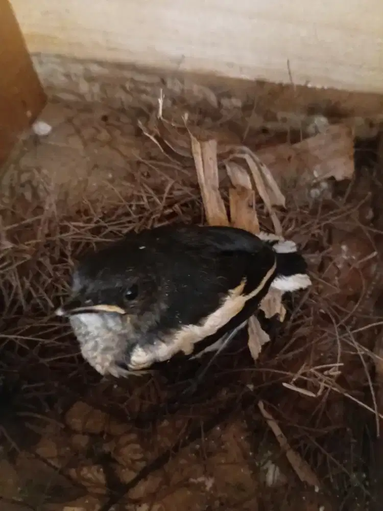 Burung kacer sepasang