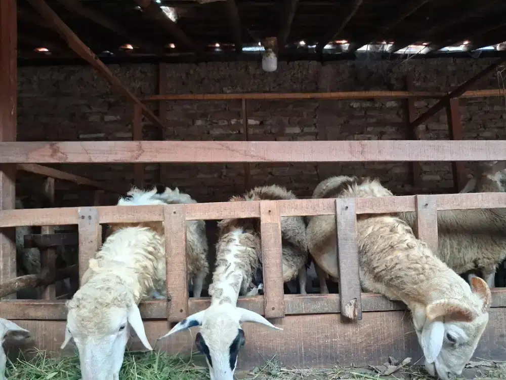Kambing atau Domba