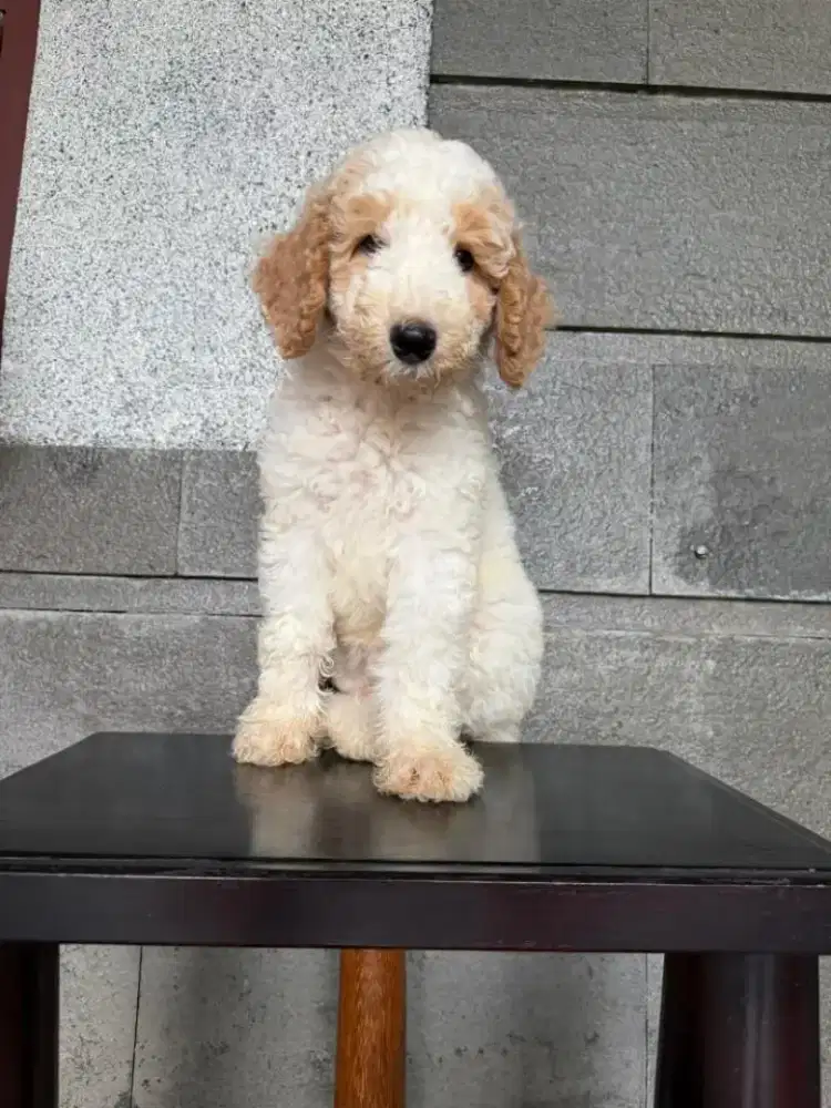 GIANT POODLE FEMALE