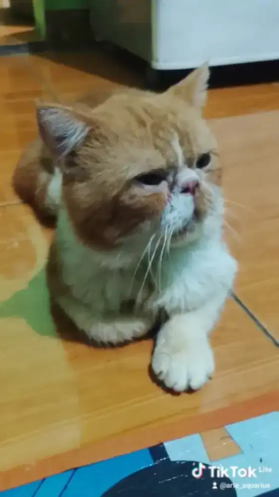 Kucing Persia peaknose