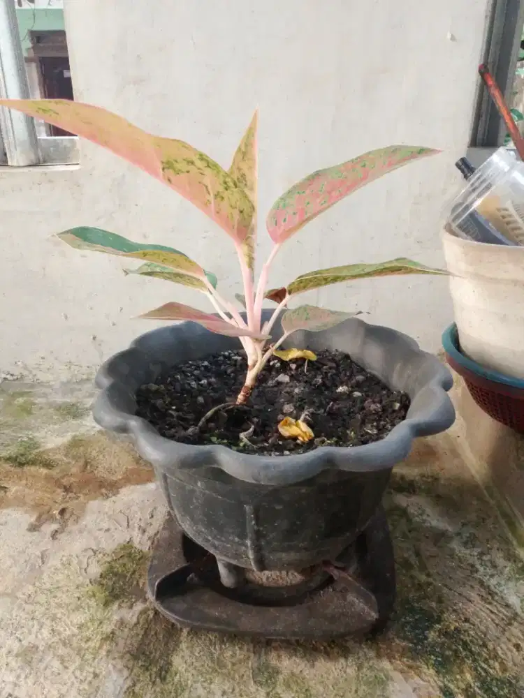 Bersih bersih rumah panggilan (cleaning service)