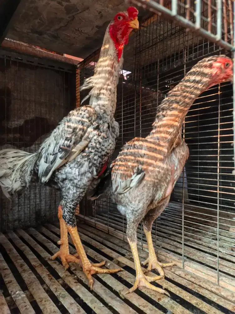 Ayam Shamo Sepasang warna jali