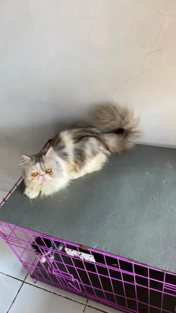 Persian peaknose longhair