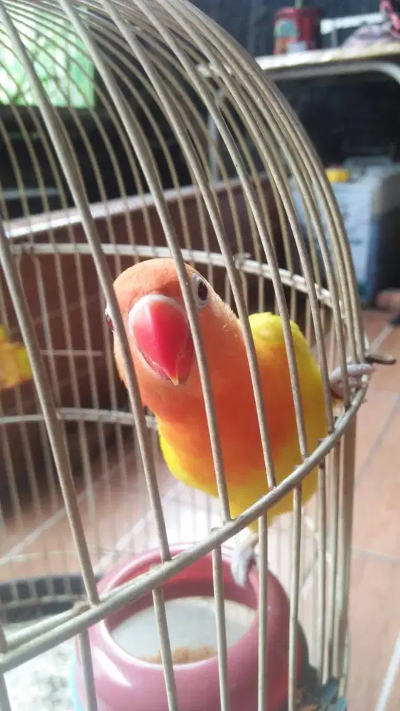 burung lovebird HITAM