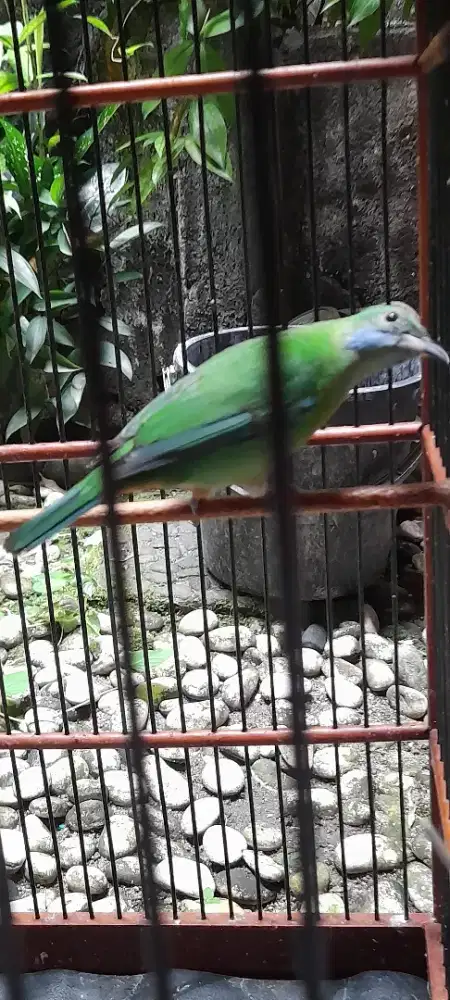Cucak Cungkok komplit