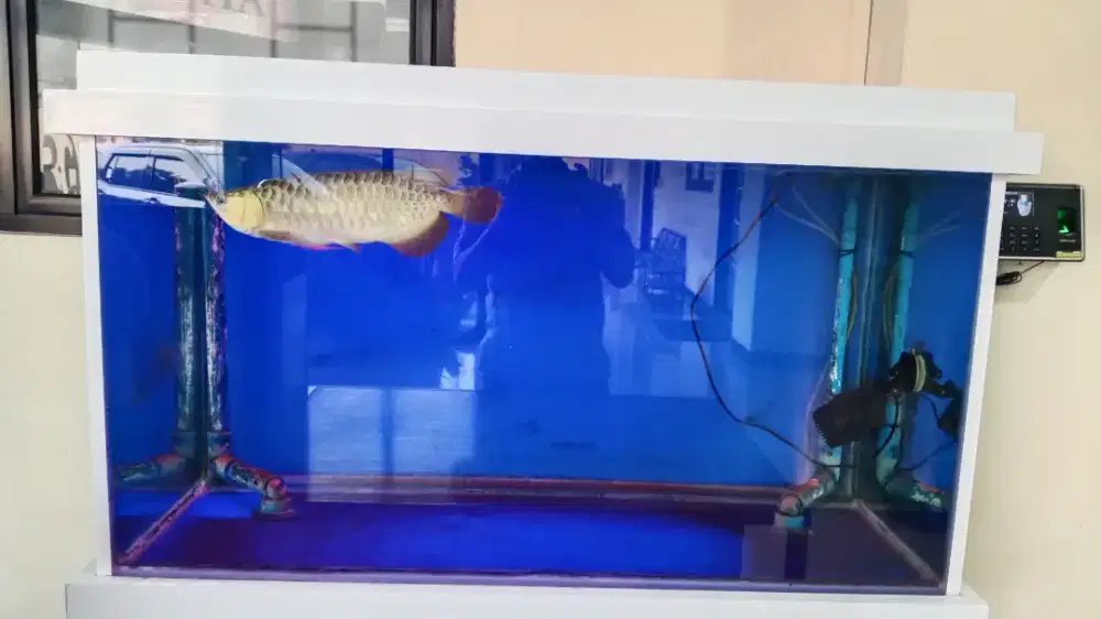 Ikan dan akuarium set