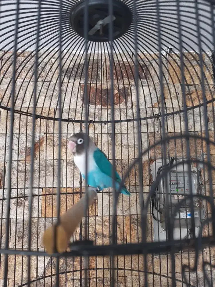 Love bird pake ring rajin