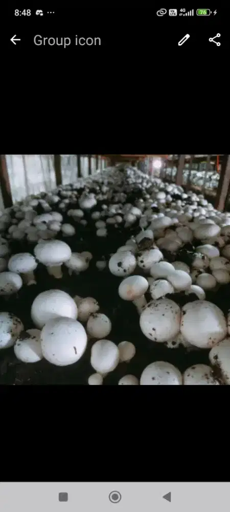 Jamur Kancing (Champignon)