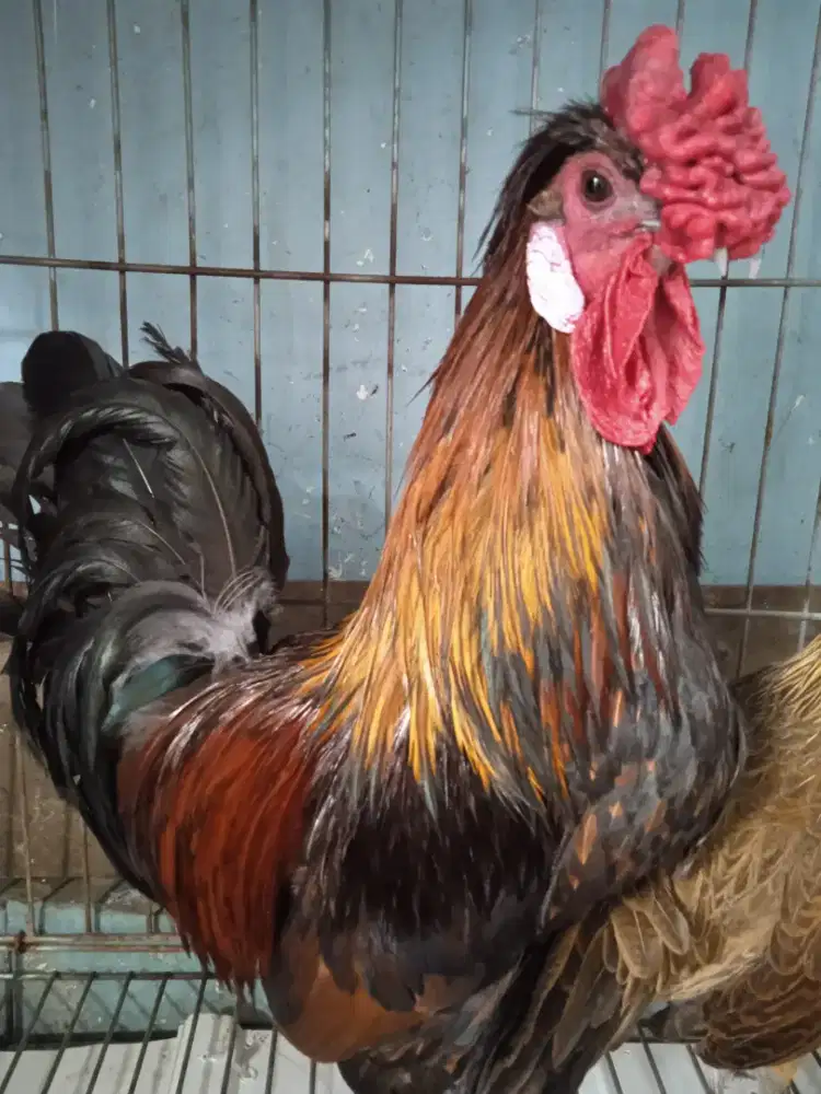 Ayam hias kapas x camani unik dan lucu jengger mawar suka kawin