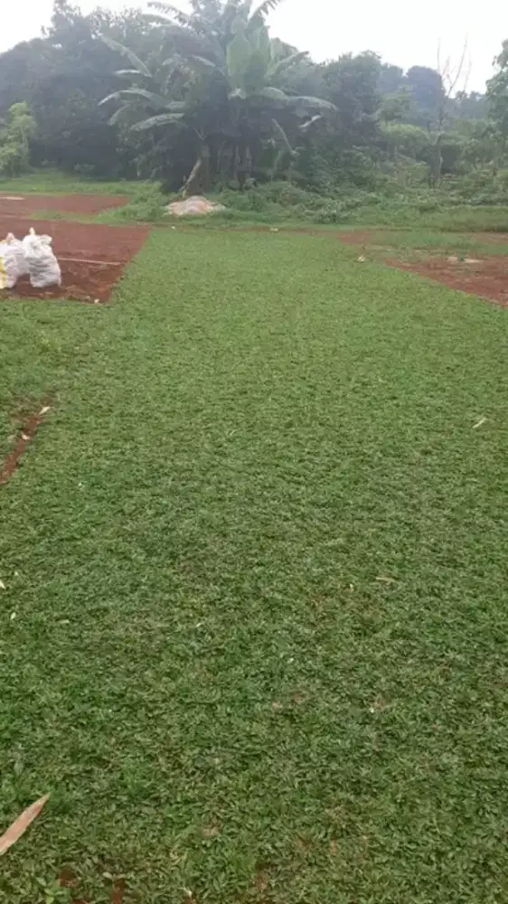 Jual rumput hias varigata