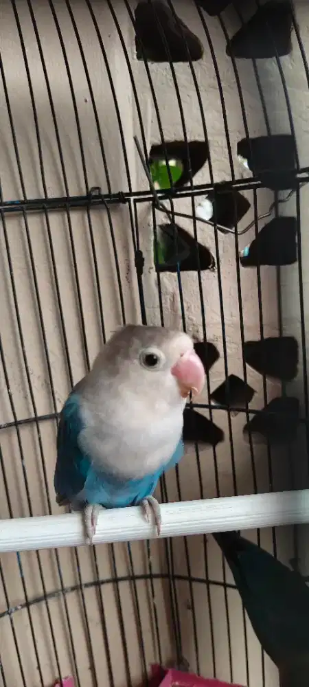 Burung Lovebird Jantan 2e dan Betina 1e