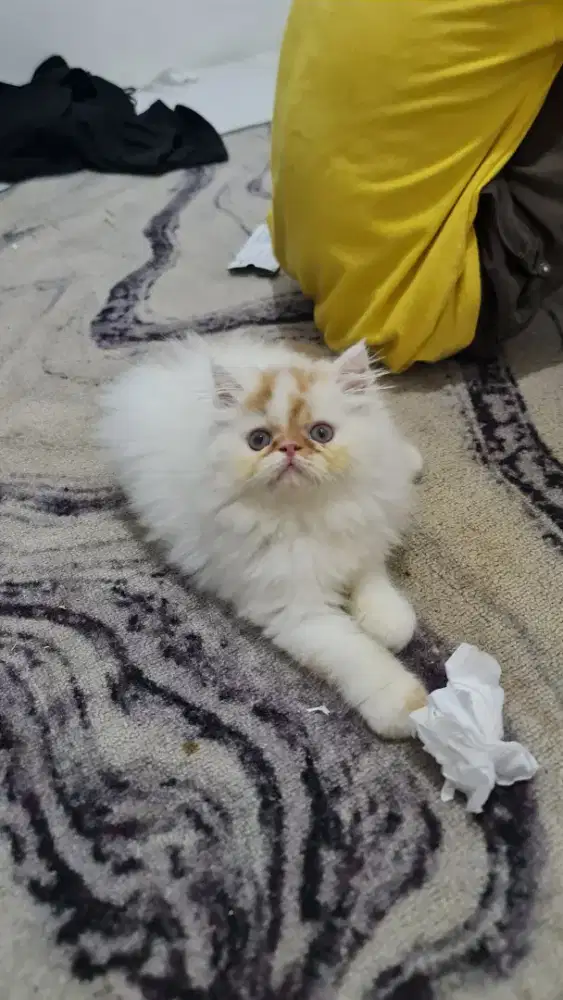 Kucing Persia gembul