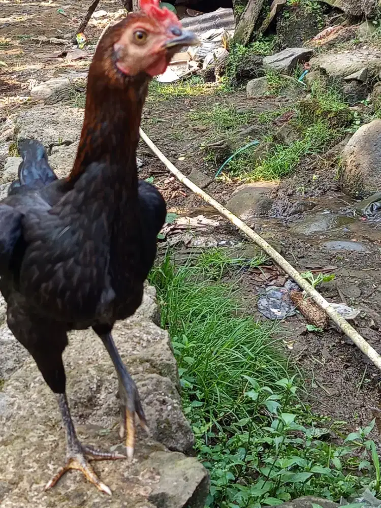 Ayam kampung betina