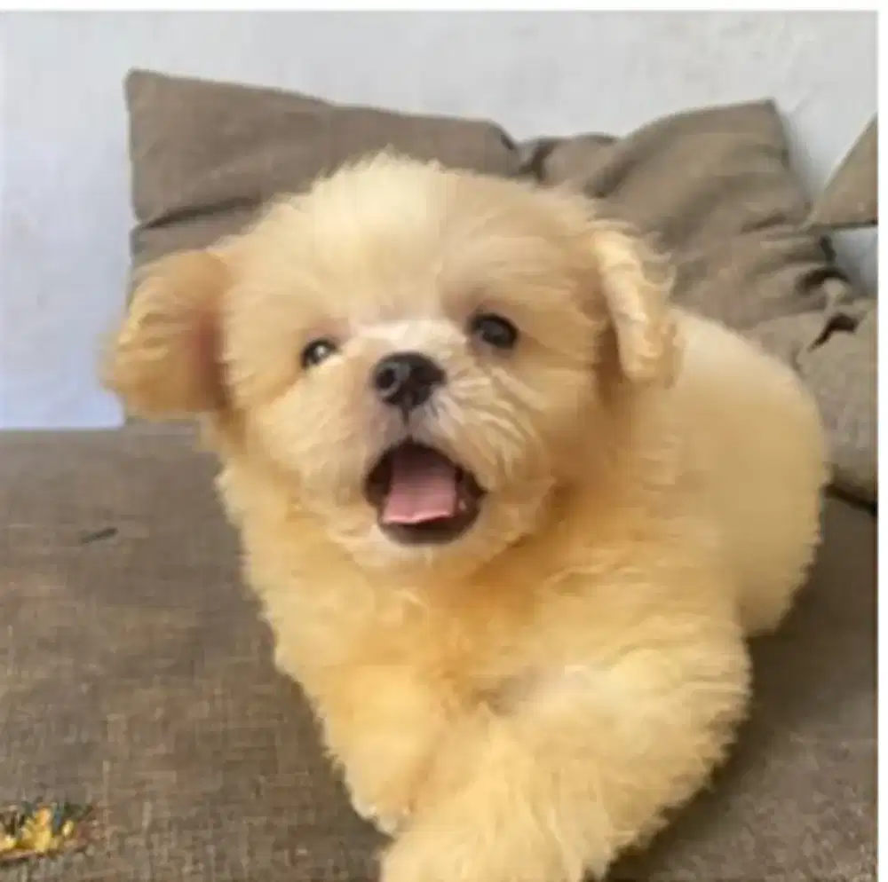 Jual anjing poomapo
