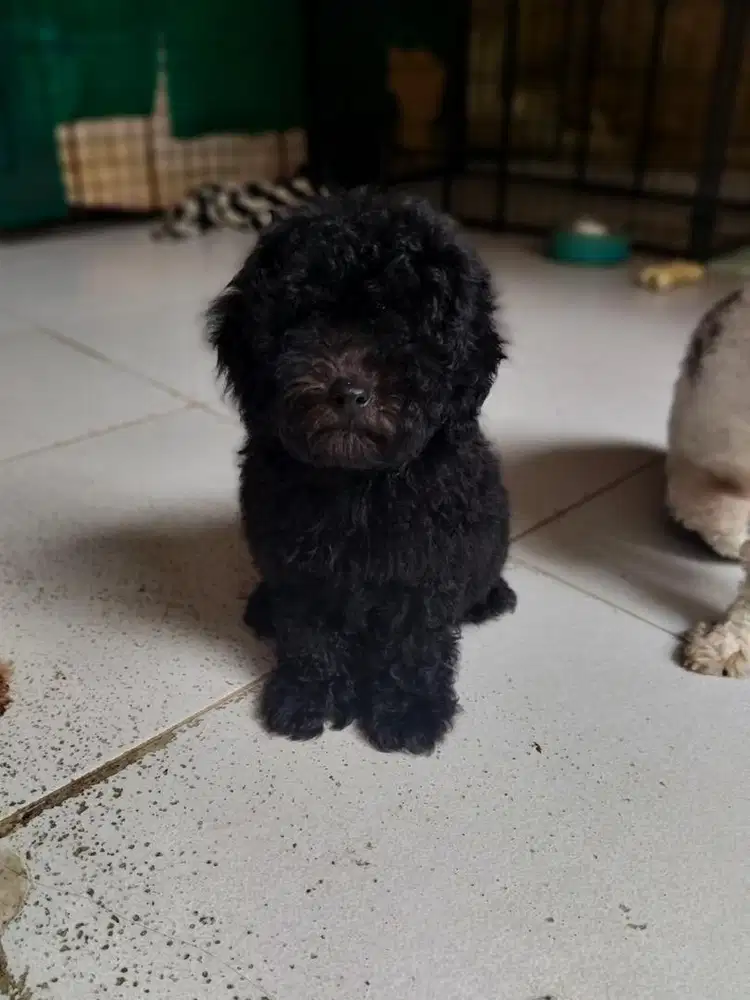 Toy poodle jantan