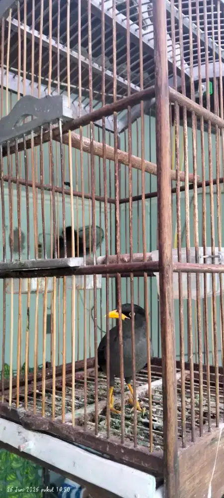 Fokus mahar Burja atau satu set