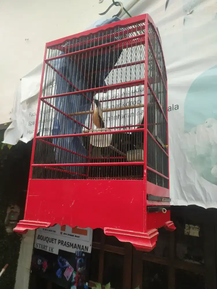 Sangkar burung kosan