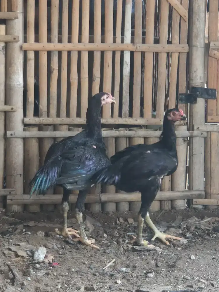 ayam Bangkok Mangon jantan