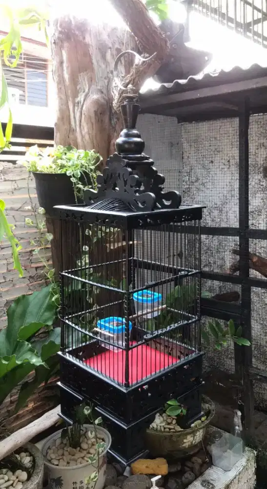 Kandang ukir ciblek,pleci