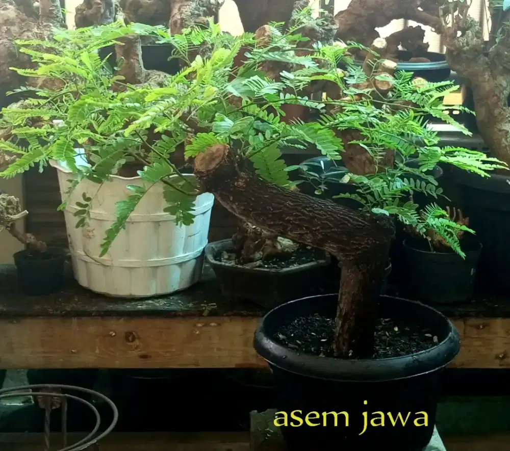 Bonsai asam jawa