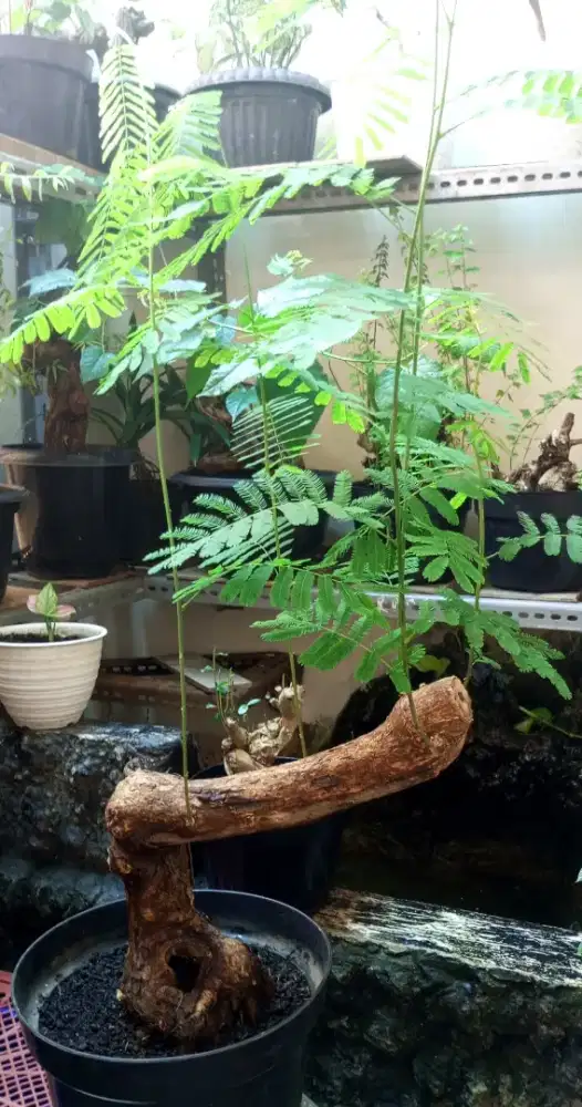 Bonsai putri malu