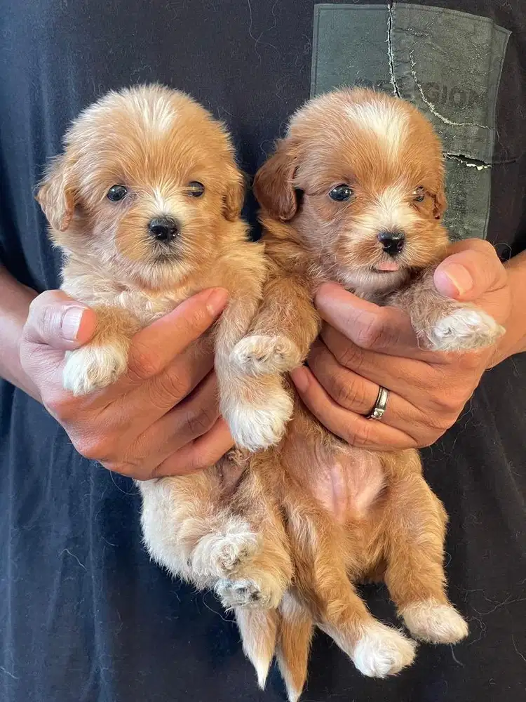 Puppy Malthipo 1bulan
