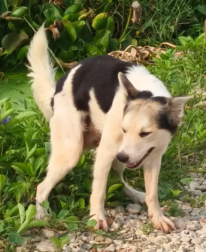 Open adoption Mix breed