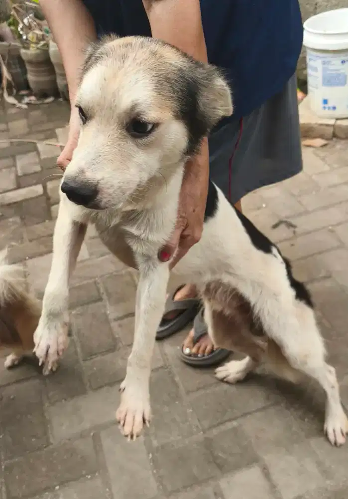Anjing campuran